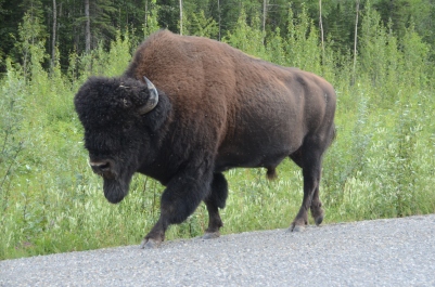 bison walking road