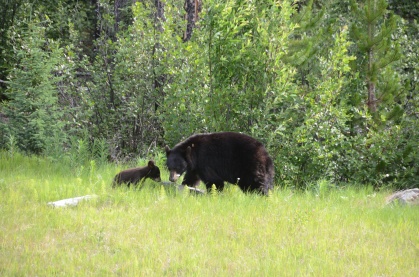 mamma and baby bear