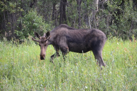 moose side view